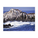 Sea Lion Point - Pt. Lobos State Reserve Postcard