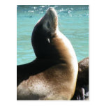 sea lion post card