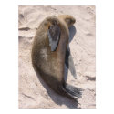 Sea Lion posters