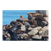 Sea Lion Poster posters by crystalreddell Sea Lion Poster posters