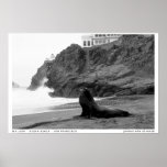 Sea Lion posters