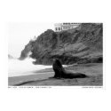 Sea Lion posters by Johnathan_Skinner Sea Lion posters