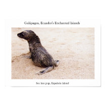 Sea lion pup after a tumble on the beach posters by torrequemada Sea lion pup after a tumble on the beach posters