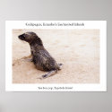 Sea lion pup after a tumble on the beach posters
