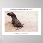 Sea lion pup after a tumble on the beach posters