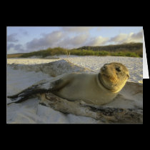 Sea Lion Pup cards