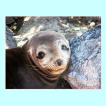 Sea lion pup, Isla Las Plazas, Galapagos postcards