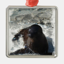 Sea Lion Pup Ornaments