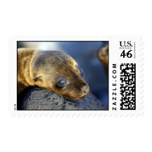 Sea Lion Pup Stamps