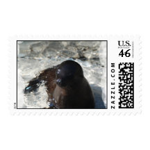 Sea Lion Pup Stamps