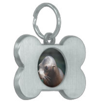 Sea Lion with a Cute Face Pet Tags