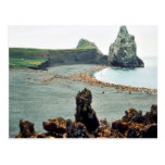 Sea Lions at Haulout Postcards