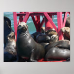 Sea Lions on a Buoy Print