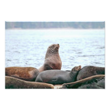 Sea Lions Photo