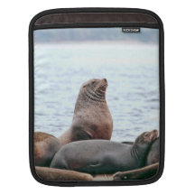 Sea Lions Photo Sleeve For iPads