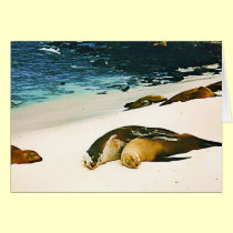 Sea Lions Spooning cards