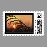 Sea Oats In Sunset Postage stamps