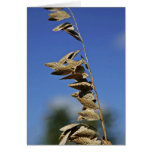 Sea oats panicle with spikelets greeting cards