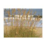Sea Oats