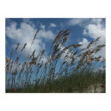 Sea Oats posters