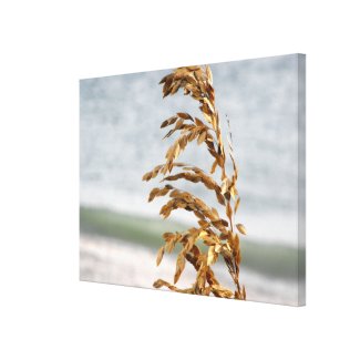 Sea Oats, Sea Breeze Canvas Print