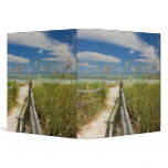 Sea oats Uniola paniculata) growing by beach, binders