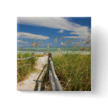 Sea oats Uniola paniculata) growing by beach, buttons