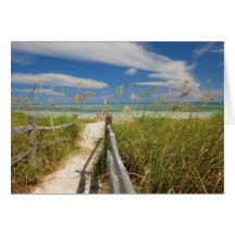 Sea oats Uniola paniculata) growing by beach, Card