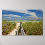 Sea oats Uniola paniculata) growing by beach, posters