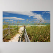 Sea oats Uniola paniculata) growing by beach,