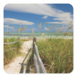 Sea oats Uniola paniculata) growing by beach, stickers