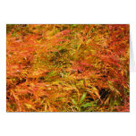 Sea of Fall Color Sea of Fall Color