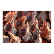 SEA OF SHELLS posters