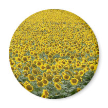 Sea of Sunflowers magnets