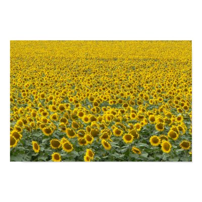 Sea of Sunflowers Posters by codfishlady