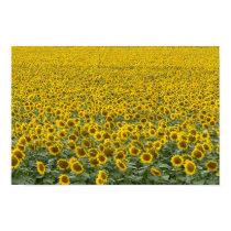 Sea of Sunflowers posters