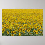Sea of Sunflowers Posters