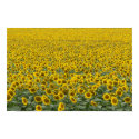 Sea of Sunflowers posters by codfishlady Sea of Sunflowers posters