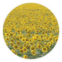 Sea of Sunflowers Round Stickers
