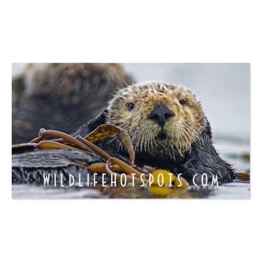 Sea Otter Business Card Templates (front side)
