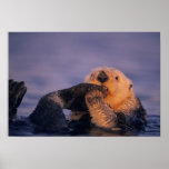 Sea Otter, Enhydra lutris posters
