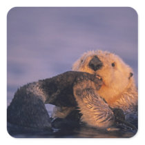 Sea Otter, Enhydra lutris Sticker