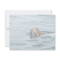 Sea Otter Announcements