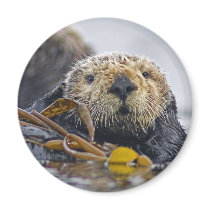 Sea Otter Magnet