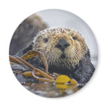 Sea Otter Magnet