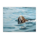 Lontra de mar cartées postais