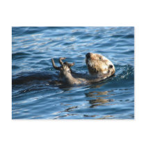 Sea Otter postcards by Lilest_Duncan Sea Otter postcards