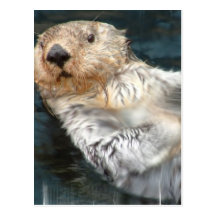 Sea Otter Postcard
