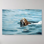 Sea Otter Poster