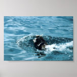Sea Otter Poster